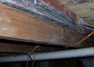 wood rot from mold damage